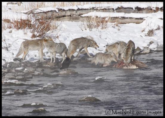 Six Coyotes - Copyright MacNeil Lyons Images