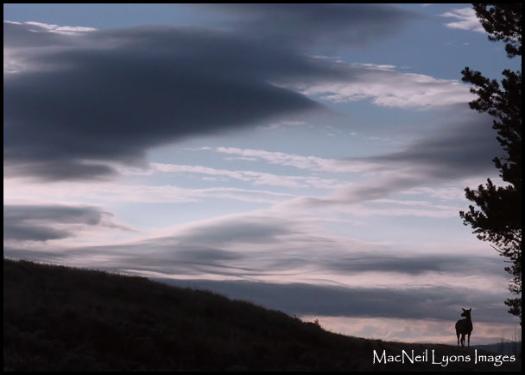 Sunrise Elk - Copyright MacNeil Lyons Images