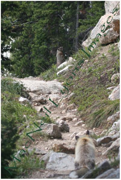 Teton_Fox_Hunt_Copyright_MacNeil_Lyons_Images