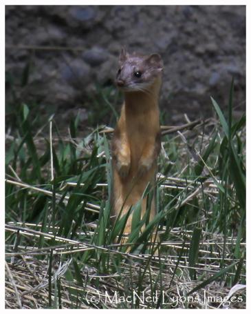 Weasel - Copyright MacNeil Lyons Images