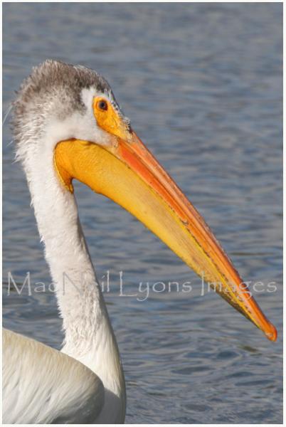 White_Pelican_Copyright_MacNeil_Lyons_Images