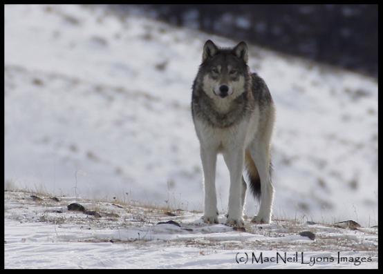 Agate Female Wolf - Copyright MacNeil Lyons Images