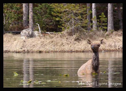 Twin Lake Wolf & Elk Saga - Copyright MacNeil Lyons Images