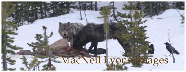 Canyon Carcass 2 - Copyright MacNeil Lyons Images