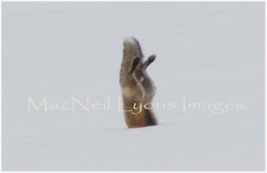 Fox_6_Copyright_MacNeil_Lyons_Images